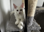 Snow - Maine Coon Kitten For Sale - 
