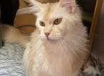Tina - Maine Coon Cat For Sale/Retired Breeding - 