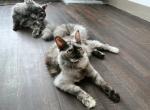 Evelyn - Maine Coon Kitten For Sale - Los Angeles, CA, US