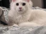 White - Maine Coon Kitten For Sale - Los Angeles, CA, US