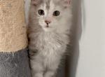Reyna - Maine Coon Kitten For Sale - Los Angeles, CA, US