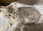 Light tabby girl - Domestic Kitten For Sale - Auburn, WA, US