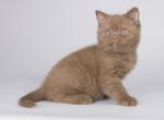 Lalik_ - British Shorthair Kitten For Sale - Hollywood, FL, US