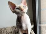 SUNNY BABYGIRL - Devon Rex Kitten For Sale - FL, US