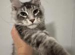 Sam - Maine Coon Kitten For Sale - Hollywood, FL, US