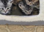 BENGAL KITTENS - Bengal Kitten For Sale - Enola, PA, US