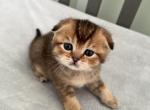 Scottish Fold Oakley Black Golden Boy - Scottish Fold Kitten For Sale - Odessa, FL, US