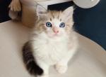 Armando - Ragdoll Kitten For Sale - Miami, FL, US