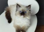 Harley - Ragdoll Kitten For Sale - Miami, FL, US