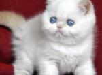 Demi - Exotic Kitten For Sale - Miami, FL, US