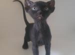 Goku  Black male Elf - Sphynx Kitten For Sale - Boston, MA, US