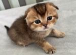 Scottish Fold Ocean Golden Shaded girl - Scottish Fold Kitten For Sale - Odessa, FL, US