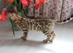 Fortune - Bengal Kitten For Sale - Pembroke Pines, FL, US