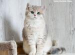 Shantaren Shakh Arman ay11 color - British Shorthair Kitten For Sale - San Francisco, CA, US