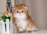 Rose - British Shorthair Kitten For Sale - Hollywood, FL, US