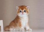 Romeo - British Shorthair Kitten For Sale - Hollywood, FL, US