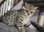 Lucy  beautiful girl - Scottish Straight Kitten For Sale - Naperville, IL, US