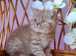 Tiger - British Shorthair Kitten For Sale - Brooklyn, NY, US