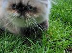 CFA Himalayan - Himalayan Kitten For Sale - Youngstown, OH, US