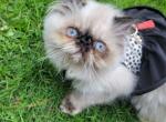 CFA persian Himalayan kitten - Persian Kitten For Sale - Youngstown, OH, US