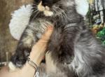 Pure Main Coon tricolor female - Maine Coon Kitten For Sale - FL, US