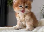 Patibon henna & harry - British Shorthair Kitten For Sale - Montgomery, AL, US