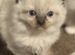 Zoey - Ragdoll Kitten For Sale - Chambersburg, PA, US