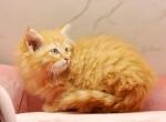 Vegas of RomanovCats - Siberian Kitten For Sale - Ashburn, VA, US