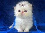 Persian Himalayan New Babies - Persian Kitten For Sale - Long Beach, CA, US