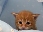 Tarry - Maine Coon Kitten For Sale - Spokane, WA, US