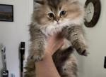 golden British shorthair - British Shorthair Kitten For Sale - Woodbridge, CT, US