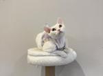 White girl with blue eyes - Devon Rex Cat For Sale - Fontana, CA, US