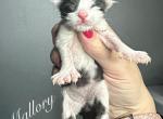 Mallory - Maine Coon Kitten For Sale - Greensburg, IN, US