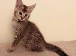 Nahla - Savannah Kitten For Sale - NE, US
