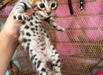 Dorla - Savannah Kitten For Sale - NE, US