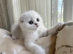 Felix - Scottish Fold Kitten For Sale - MD, US