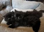 male black smoke - Persian Kitten For Sale - Mora, NM, US