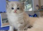 Star - Ragdoll Kitten For Sale - Las Vegas, NV, US