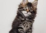 Bentley - Maine Coon Kitten For Sale - Boston, MA, US