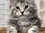 Xandra - Maine Coon Kitten For Sale - Boston, MA, US