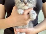 Gus Reserved - Persian Kitten For Sale - FL, US