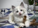 Coors - Ragdoll Kitten For Sale - Tuscaloosa, AL, US