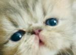 4 babies - Persian Kitten For Sale - 