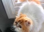 Cfa red bicolor persian - Persian Cat For Sale - Woodburn, IN, US