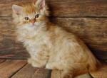 Lelik - Siberian Kitten For Sale - Norwalk, CT, US