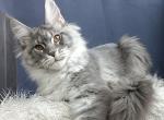 Aivengo - Maine Coon Kitten For Sale - Miami, FL, US