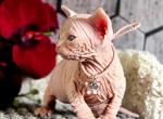 Gabriella - Sphynx Kitten For Sale - Pembroke Pines, FL, US