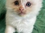 Sammy - Ragdoll Kitten For Sale - Bushnell, FL, US