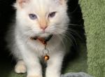 Tigger - Ragdoll Kitten For Sale - Kearneysville, WV, US