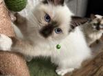 Blackberry - Ragdoll Kitten For Sale - Kearneysville, WV, US